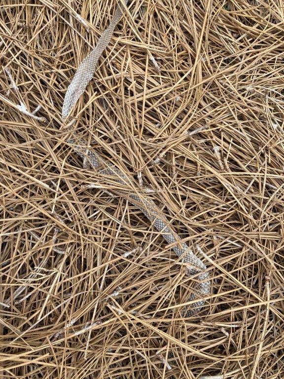 Fort Worth snake skin